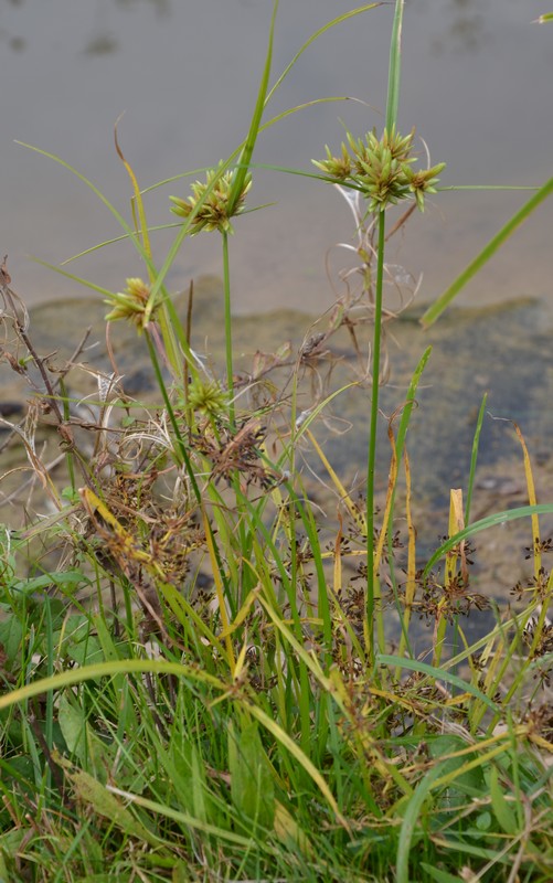 Cyperus eragrostis / Zigolo